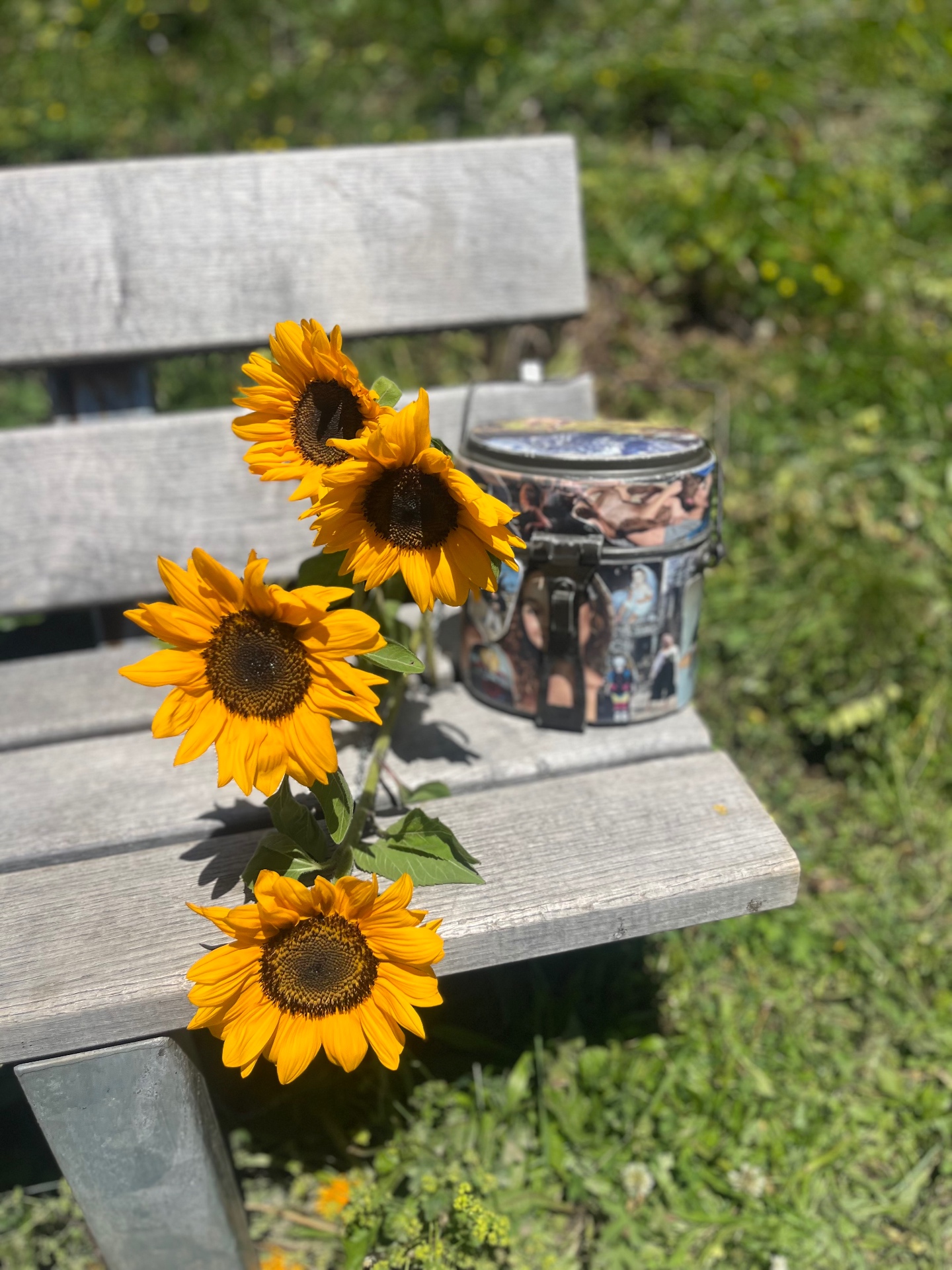 Sunflowers resting on Kasey's memorial bench